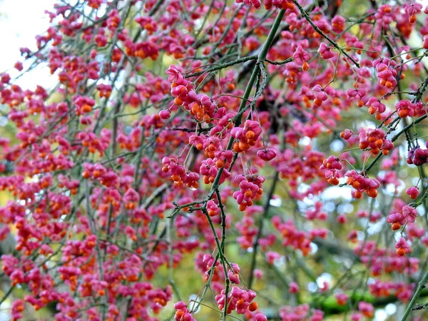 Ευρωπαϊκή Ατράκτου Euonymus Europaeus Στα Τέλη Του Φθινοπώρου — Φωτογραφία Αρχείου