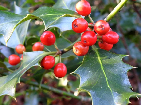 Ilex Opaca Αμερικανική Αγία — Φωτογραφία Αρχείου