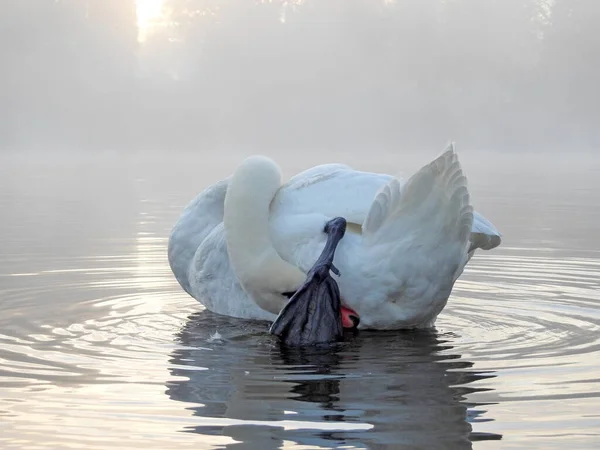 Svan Som Rengör Sina Fjädrar Dimmig Morgon — Stockfoto