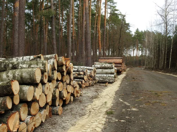 砍伐树木 准备运输 树木砍伐 — 图库照片