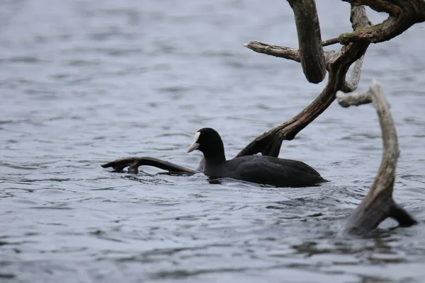 Der Blässhuhn Fulica Atra — Stockfoto