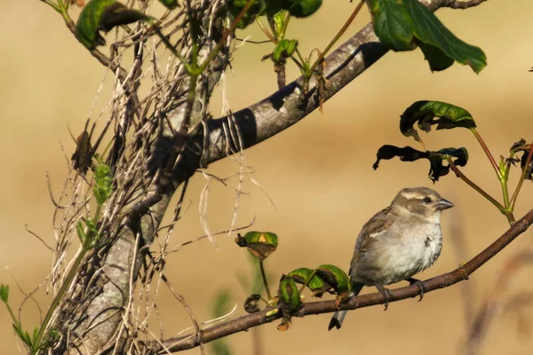 Casa Pardal Passer Domesticus — Fotografia de Stock