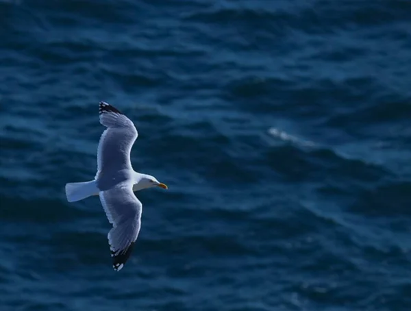 Gull Larus Michahellis — 스톡 사진