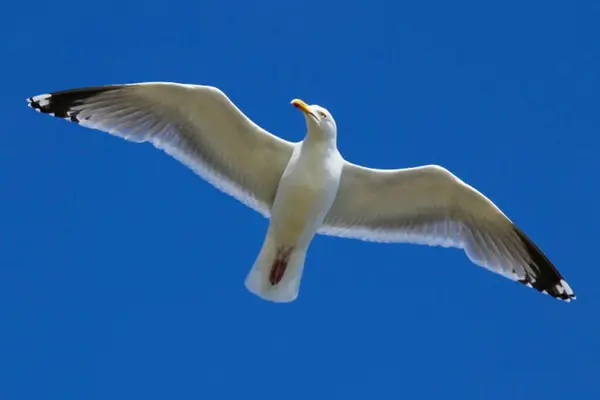 Gull Larus Michahellis — 스톡 사진