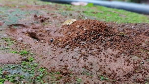 Ants are making colony,ant natural life — Stock Video