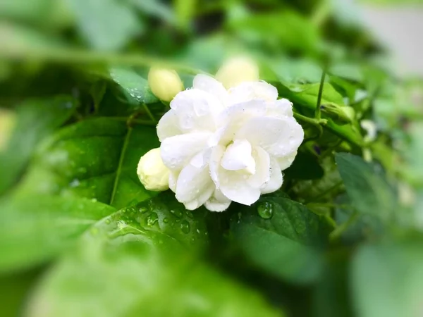 Weiße Jasminblüten Jasmine Sambc Blühen Auf Grünen Blättern Thailand — Stockfoto