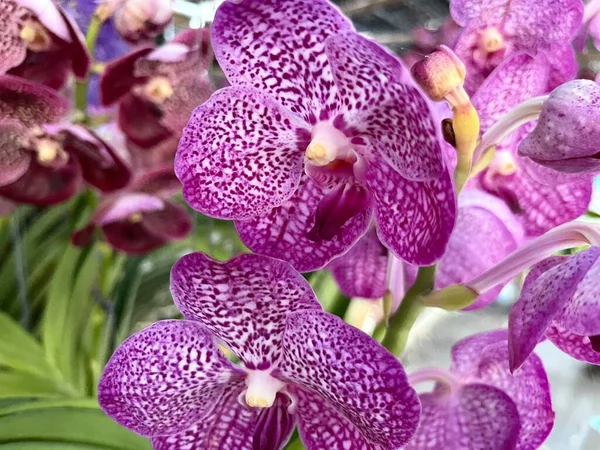 Phalaenopsis Orquídea Flor Tropical Jardín Fondo —  Fotos de Stock