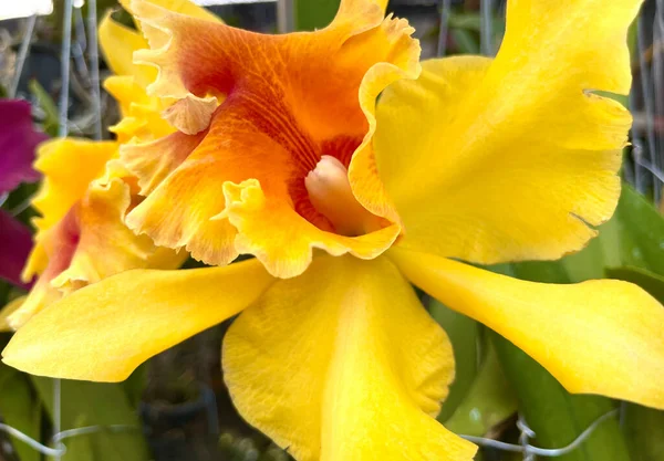 Phalaenopsis Orchidee Bloem Tropische Tuin Achtergrond — Stockfoto