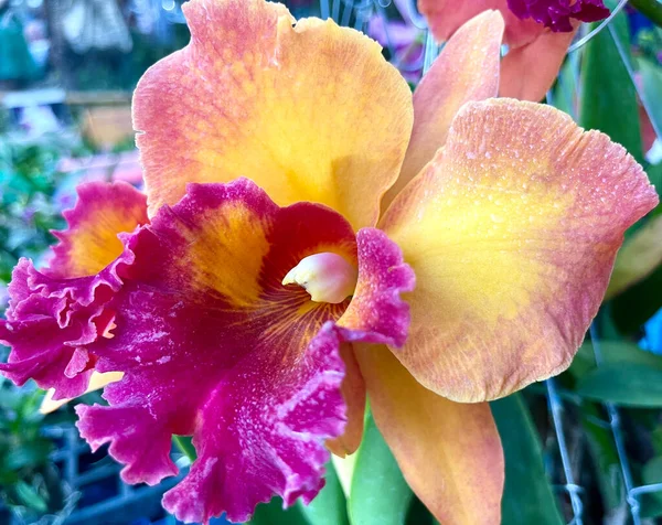 Phalaenopsis Orquídea Flor Tropical Jardín Fondo —  Fotos de Stock