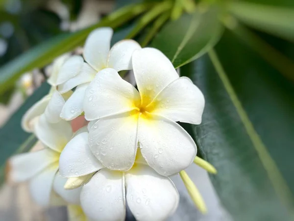 Den Vita Frangipani Med Blad Vit Fjäderdräkt Plumeria Blommor Vit — Stockfoto