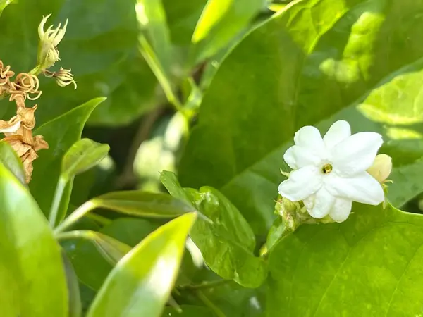 白色茉莉花 绿叶自然背景 香气芬芳 芳香油 化妆品树皮 — 图库照片