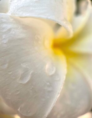 Çiçek açan Frangipani çiçeği yumuşak pastel renkte su rengi filtresiyle pankart veya pankart arkaplanı için bulanık bir şekilde. Beyaz Plumeria çiçeği baharı. Parlak renkli bahar çiçekleri