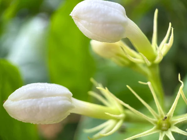 Flor Branca Jasmim Botão Com Fundo Verde Natureza Folha Cheiro — Fotografia de Stock