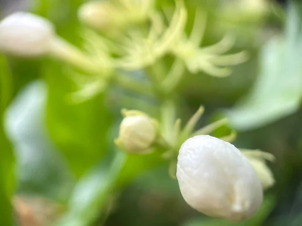 Flor Branca Jasmim Botão Com Fundo Verde Natureza Folha Cheiro — Fotografia de Stock