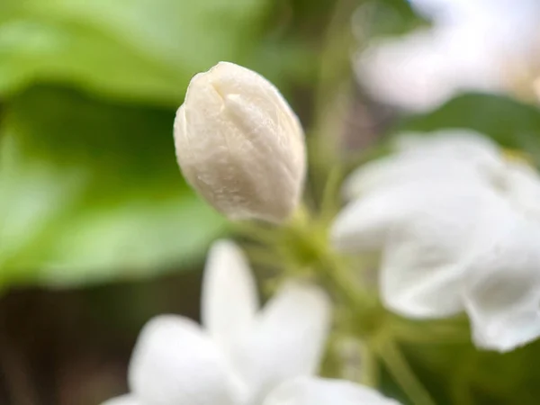 Flor Branca Jasmim Com Fundo Verde Natureza Folha Cheiro Perfumado — Fotografia de Stock