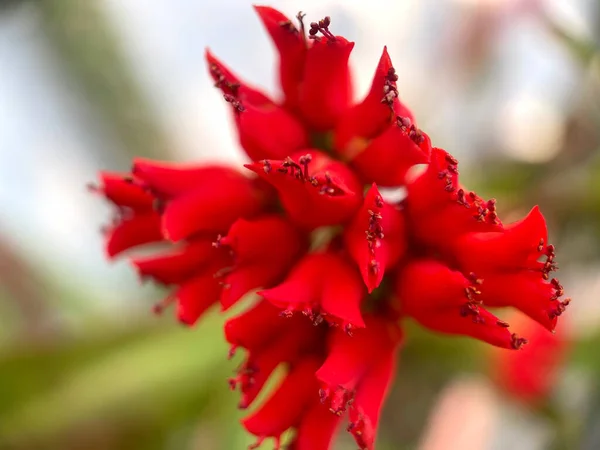 Flores Rojas Poi Sian Floreciendo Jardín Por Mañana Flores Euforbia —  Fotos de Stock