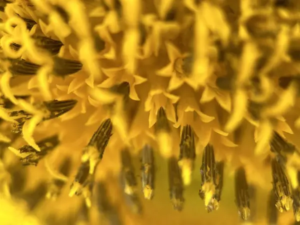 Imperfectie Sluiten Van Het Midden Van Een Zonnebloem — Stockfoto