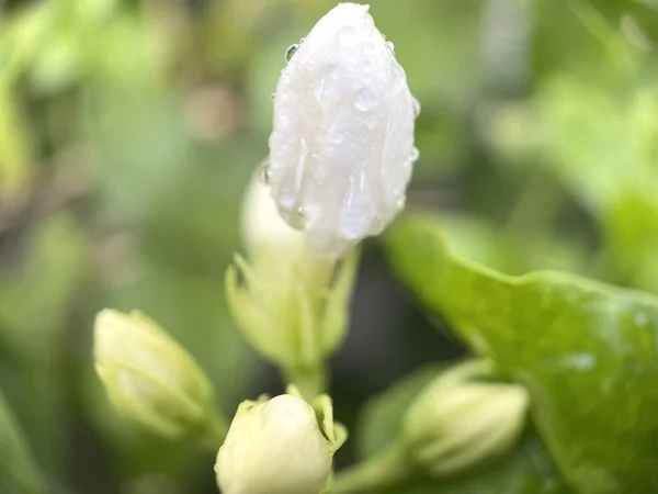 白色花蕾茉莉花花瓣重叠 泰国茉莉花花瓣 白色双瓣茉莉花花瓣和水滴 — 图库照片