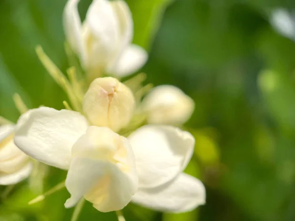 Bud Jasmine Virágok Zöld Levelekkel Körülvéve Stock Kép