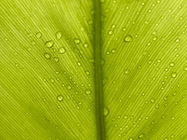 Hojas Helecho Hojas Verdes Exuberantes Patrones Hojas Gotitas Agua Parte — Foto de Stock