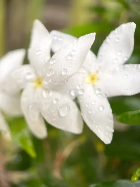 Pétalas Flores Brancas Botões Floração Gotículas Água Ilha Natural Folhas — Fotografia de Stock