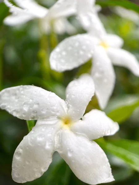 Pétalas Flores Brancas Botões Floração Gotículas Água Ilha Natural Folhas — Fotografia de Stock