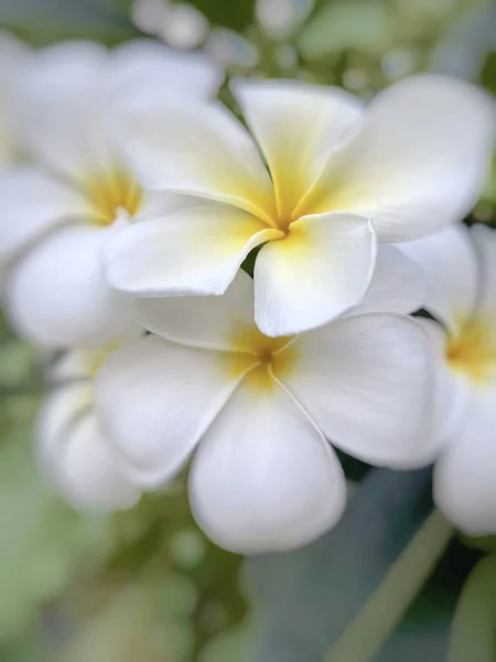 Белый Франжипани Листьями Белый Сантехник Цветы Plumeria Белая Сантехника Плюмерии — стоковое фото