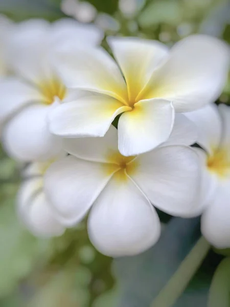 Frangipani Blanco Con Hojas Plomería Blanca Plomería Blanca Árbol Plomería —  Fotos de Stock