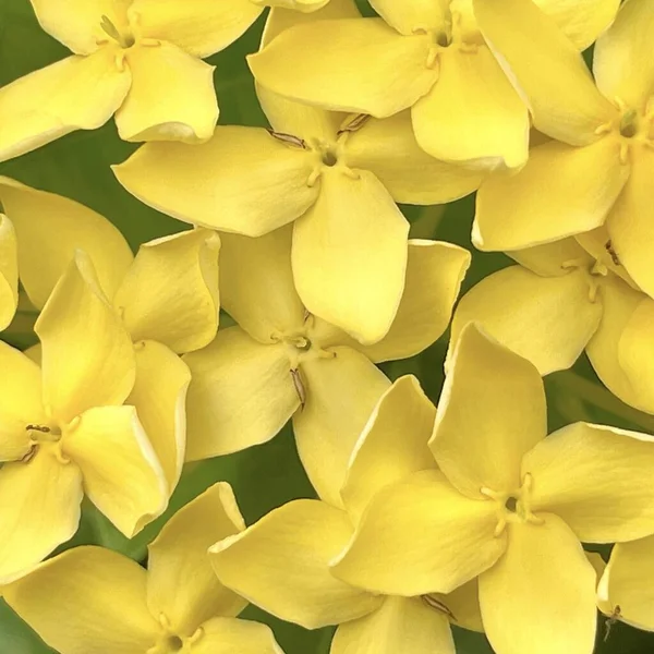 Gele Kleine Bloemen Achtergrond Patroon Bloei — Stockfoto