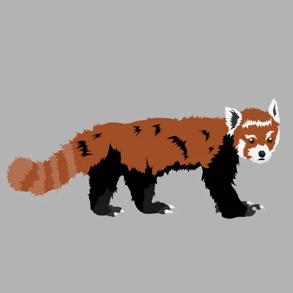 Small red panda. Wild animal. Carton style