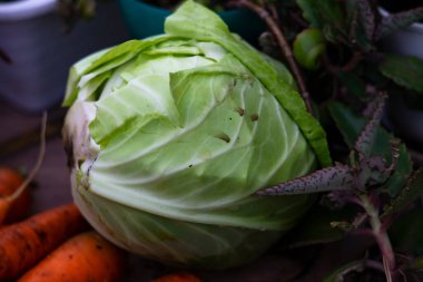 Fresh cut head of green cabbage, harvest of vegetables.