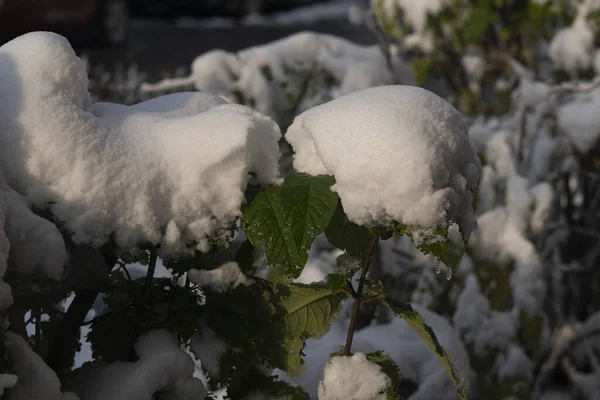 Foglie verdi sotto i primi cumuli di neve in autunno. — Foto Stock