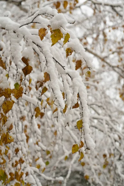 Rami sottili di un albero sotto fiocchi di neve. — Foto Stock