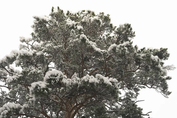 Pino rigoglioso sotto fiocchi di neve. Un albero contro un cielo bianco. — Foto Stock