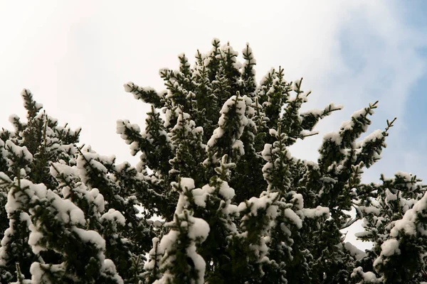 Un rigoglioso abete rosso sotto i fiocchi di neve. — Foto Stock