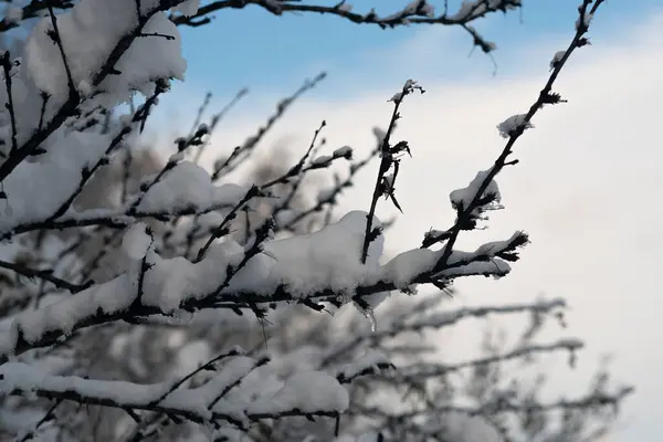 Rami sottili di un albero sotto fiocchi di neve. — Foto Stock