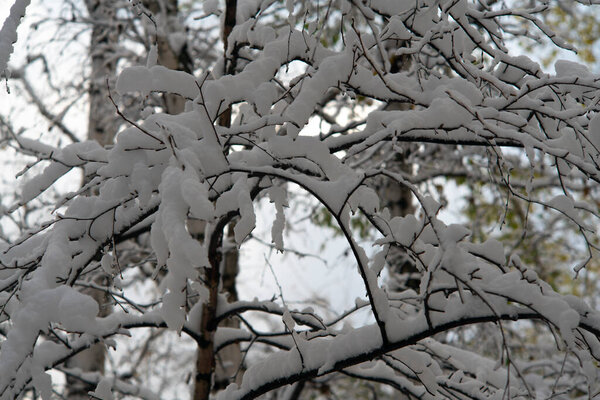 Тонкие ветви дерева под снежинками.