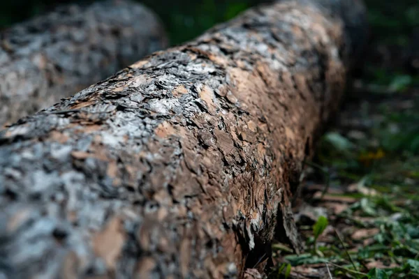 Troncos de árvores caídas jazem na grama verde na floresta. — Fotografia de Stock