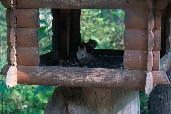 Eichhörnchen knabbert Nüsse in Holzhaus. — Stockfoto