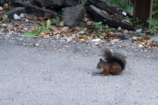 Ein schönes Eichhörnchen knabbert Samen auf einem Wanderweg. — Stockfoto