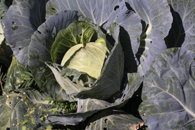 Yaprakları açık yeşil lahana başı.