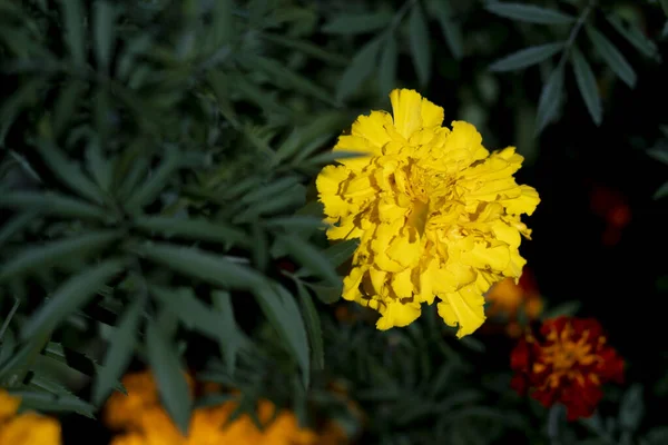 Leuchtend gelbe und orangefarbene Blütenstände von Ringelblumen im Beet. — Stockfoto