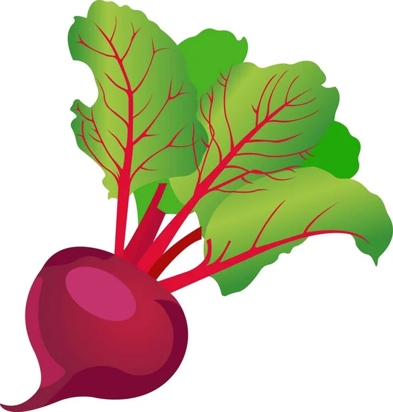 Purple beets with green leaves. Vector illustration. — Stock Vector