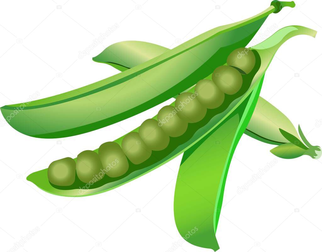 An open pod of green peas with peas.