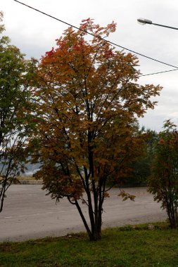 Yol kenarında yaprakları sararmış bir Ttree..