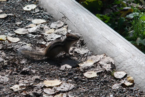 Streifenhörnchen auf einem Kiesweg mit einer hölzernen Einfassung. — Stockfoto