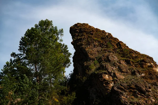 Roca en una colina cerca de un árbol verde. — Foto de Stock