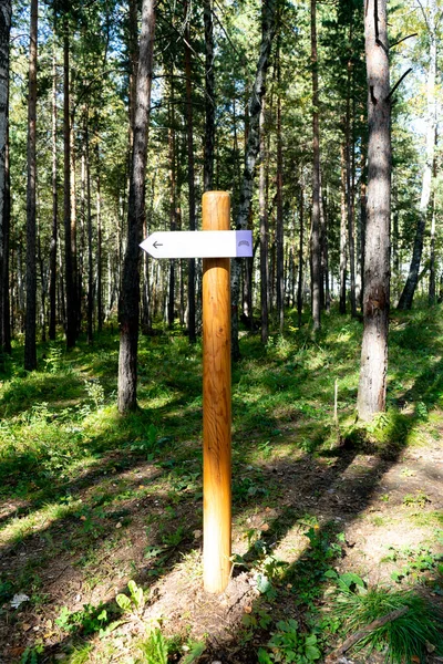 White plaque pointer on a wooden post in a pine forest.
