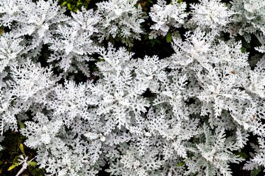 Kar tanelerine benzeyen beyaz bir çiçek..