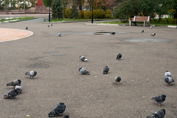 A flock of pigeons on the asphalt site in the city park. — Stock Photo, Image